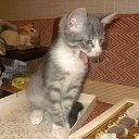 ���� ������, ������, 46 ��� - ��������� 5 ������ 2010 � ������ ������))�