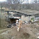 ���� ����, �����������, 37 ��� - ��������� 12 ��� 2013 � ������ ���� ����������