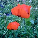  Irixa, , 57  -  30  2009   