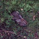 ���� ��������, ��������� - ��������� 21 ���� 2011 � ������ �������