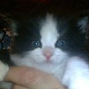 ���� ������, �����������, 49 ��� - ��������� 31 ���� 2012 � ������ �������