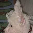 ���� ������-������� ��� ���� �����, ��������, 85 ��� - ��������� 14 ������ 2010 � ������ ������ �������