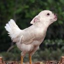  ++, , 55  -  19  2013    