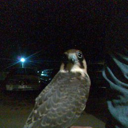 ���� ���������, �����, 44 ���� - ��������� 13 ��� 2012