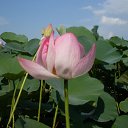   , , 43  -  3  2010    2010