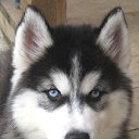 ���� Panterra, ������, 36 ��� - ��������� 21 ������� 2011 � ������ �PetLove�