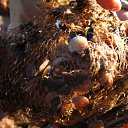 ���� ����, ���������, 31 ��� - ��������� 16 ��� 2010 � ������ �������