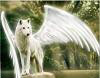 ���� Ghost_dog(�������), �����������, 44 ���� - ��������� 21 ������� 2012