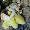 ���� ******Elena, ������, 45 ��� - ��������� 5 ������ 2013 � ������ �������