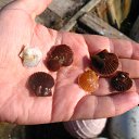 ���� ����, ���������, 31 ��� - ��������� 16 ��� 2010 � ������ �������