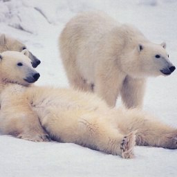 ����, ������� �����, 45 ���