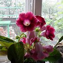 ���� ����, �������, 37 ��� - ��������� 18 ������� 2011 � ������ ���� ����������