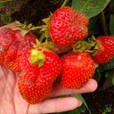 ���� ��������, ��������, 55 ��� - ��������� 26 ���� 2012 � ������ �������