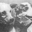 ����� � ������� �� ������� �������-����������.�