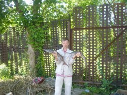 �������, ������, 46 ���