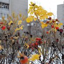 �������� �� ������� ������� ����