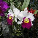 ���� ������, ����������, 55 ��� - ��������� 7 ���� 2011 � ������ �������