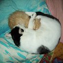 ��� ������� ���� �� ������� ����� ��� ������������