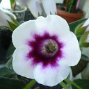 Avanti viol &amp; white �� ������� ���� ���������