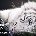  Lika_magistr, , 51  -  10  2009     ....