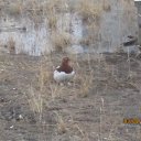 ��������� �� ������� ���� ����������