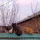 ���� ����, ������-��-����, 85 ��� - ��������� 29 ������� 2012 � ������ ���������� ������