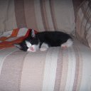 ���� ����, ������-��-����, 24 ���� - ��������� 17 ����� 2010 � ������ �������