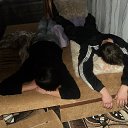 ���� ���������, �����, 33 ���� - ��������� 24 ���� 2013 � ������ ���� ����������