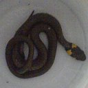  , , 41  -  13  2010   PetLove