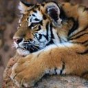 ���� �����, ������, 41 ��� - ��������� 5 ������� 2011