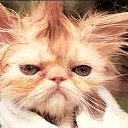 ���� �������, ���������, 38 ��� - ��������� 8 ������� 2011