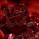 ****,  -  7  2010   *******ROSES*******