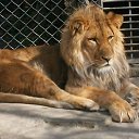 ���� ����, ��������������, 53 ���� - ��������� 31 ����� 2012 � ������ �� ��� ������
