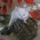   , , 35  -  26  2010    !!!