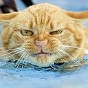  Serzh Van Der Maaremaan,  -  1  2009   