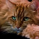 ���� �����, ������ - ��������� 26 ������ 2012 � ������ �����������