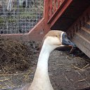 ���� ��������, �����������, 39 ��� - ��������� 24 ��� 2010 � ������ ��������