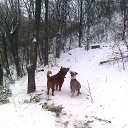 ���� ����, �����������, 37 ��� - ��������� 12 ��� 2013 � ������ ���� ����������