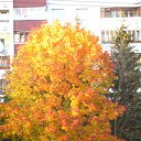 2008 ��� �� ������� ������ � ������