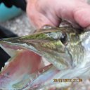 ���� �������, ���, 50 ��� - ��������� 31 ���� 2012 � ������ �������