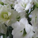 ���� �������, �������������� - ��������� 29 ��� 2011 � ������ �������