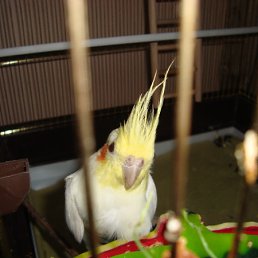 ���� ������, ������, 55 ��� - ��������� 18 ������� 2011