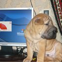 ���� ����, �������, 44 ���� - ��������� 21 ������ 2011 � ������ ���� ��������