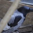 ���� ������, �����������, 66 ��� - ��������� 4 ������ 2012 � ������ ���� ����������