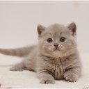 ���� Gazym Abdrasilov, ���������, 52 ���� - ��������� 6 ������ 2013