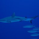 ���� ������, �����-���������, 66 ��� - ��������� 4 ����� 2013 � ������ ���� ����������