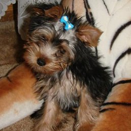 �, �����������, 43 ����