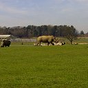 ���� ��op�, ����, 44 ���� - ��������� 25 ��� 2013 � ������ �Woburn Safari Park(Uk)�