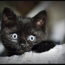 ���� �����, ��������, 41 ��� - ��������� 13 ������ 2012