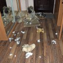  Lusi, , 44  -  1  2010   